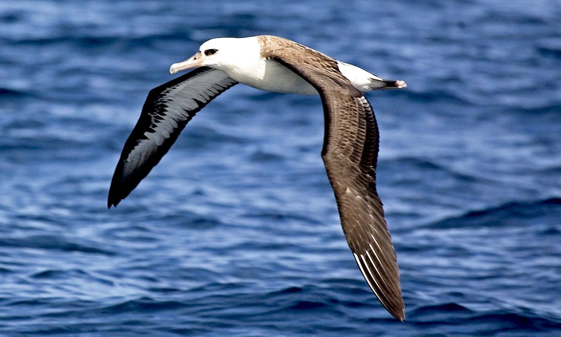 The Albatross